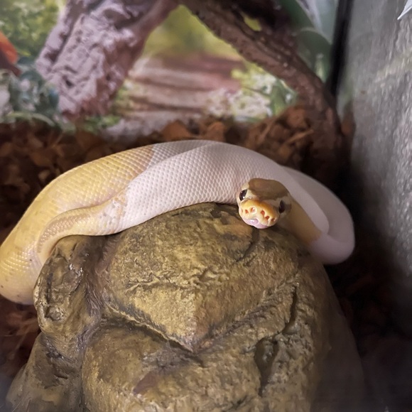 Meet your Posher, Tracie - Picture 8 of 9